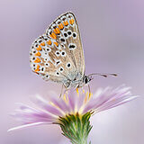 Insects